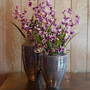 topf-orchidee